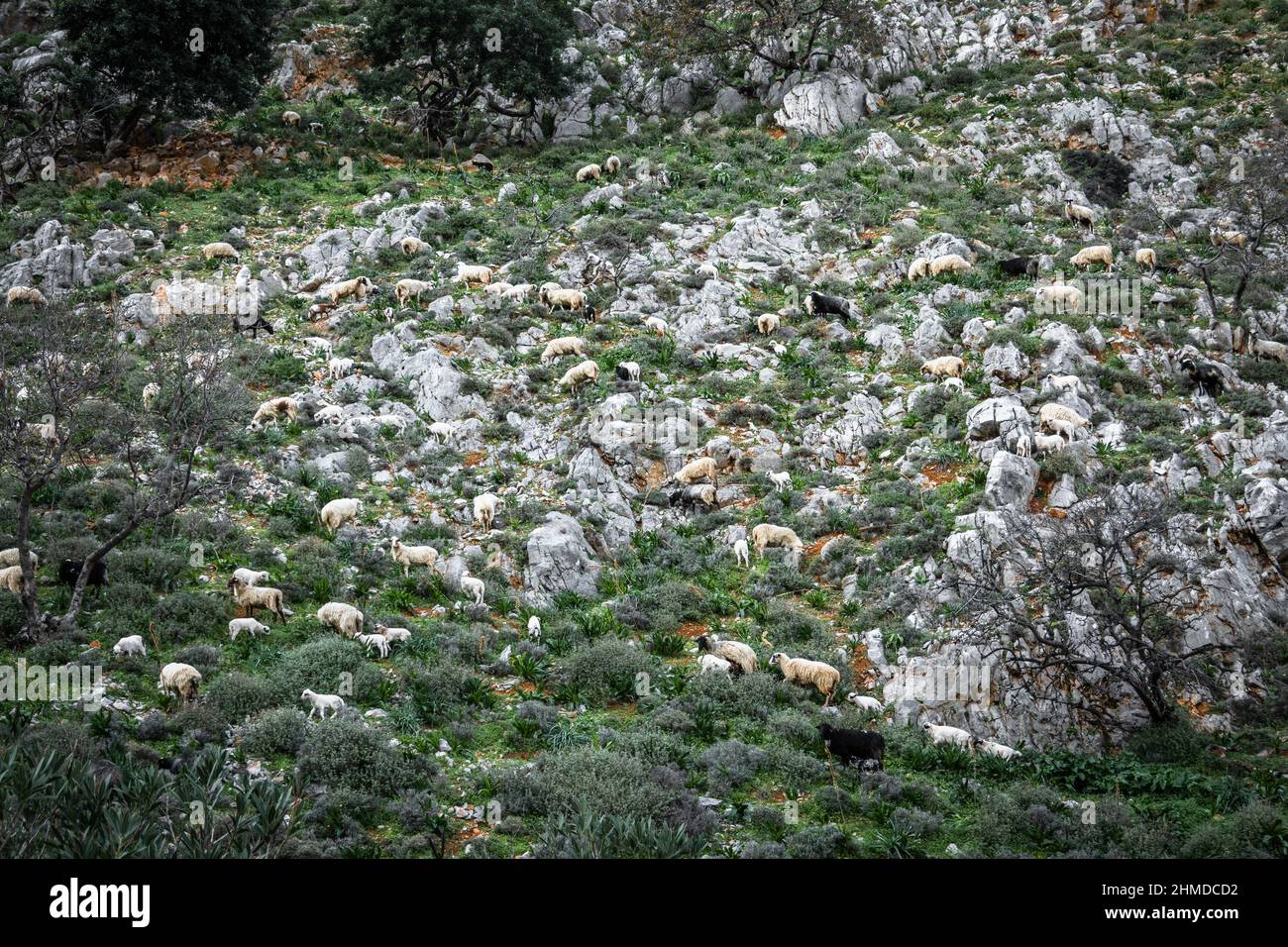 Gregge di pecore che pascola su collina Foto Stock