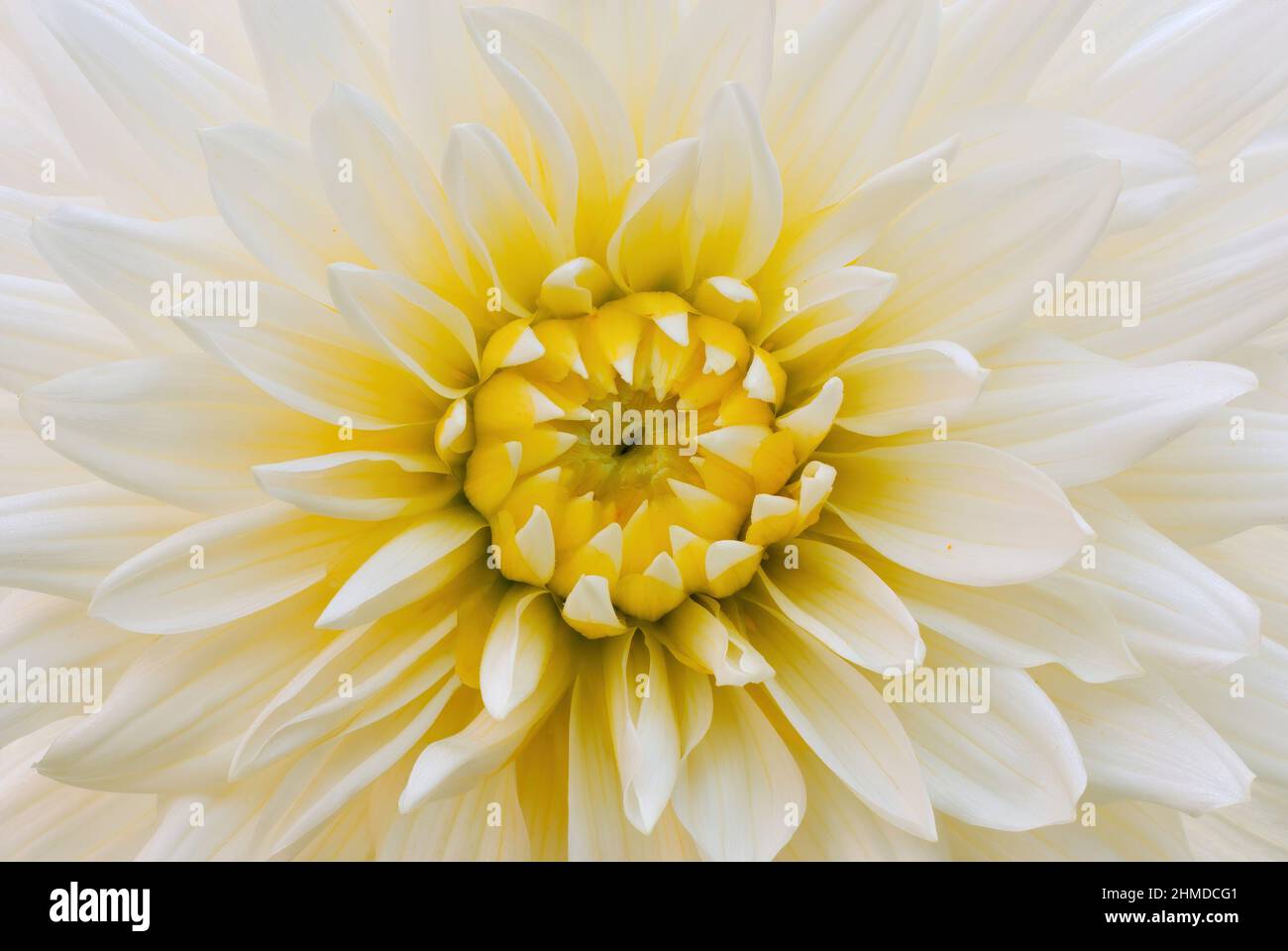 Bellissimo fiore bianco dahlia fiore. Dettaglio di grandi petali. Pianta perenne. Foto Stock
