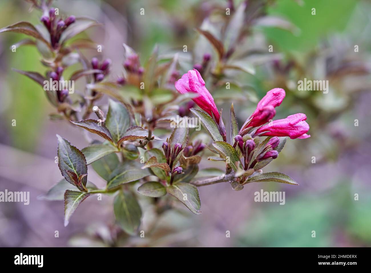 Fiori rosa e germogli di arbusto a foglia di bronzo Weigela florida 'Purpurea', che cresce in giardino in primavera. Foto Stock