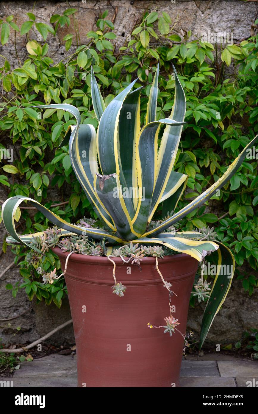 Agave americana Mediopicta Aurea,Century Plant Mediopicta Aurea,sempreverde perenni,foglie spinosi, grigio-verde,cremoso-bianco striscia centrale,terrac Foto Stock