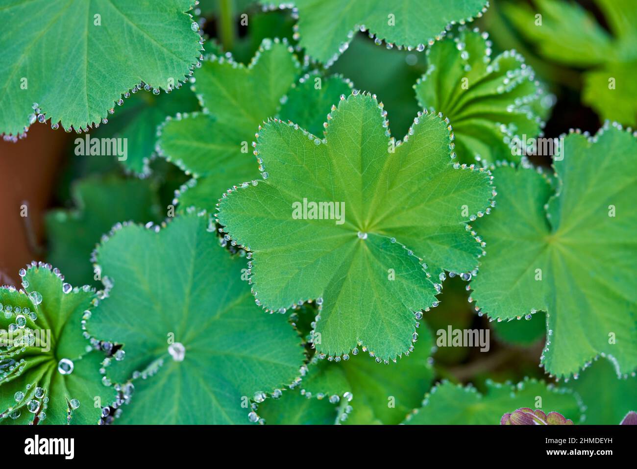 Foglie graziose di pianta di alchemilla mollis con gocce d'acqua sui bordi delle foglie. Pianta giardino cottage perenne con gocce di pioggia. Foto Stock