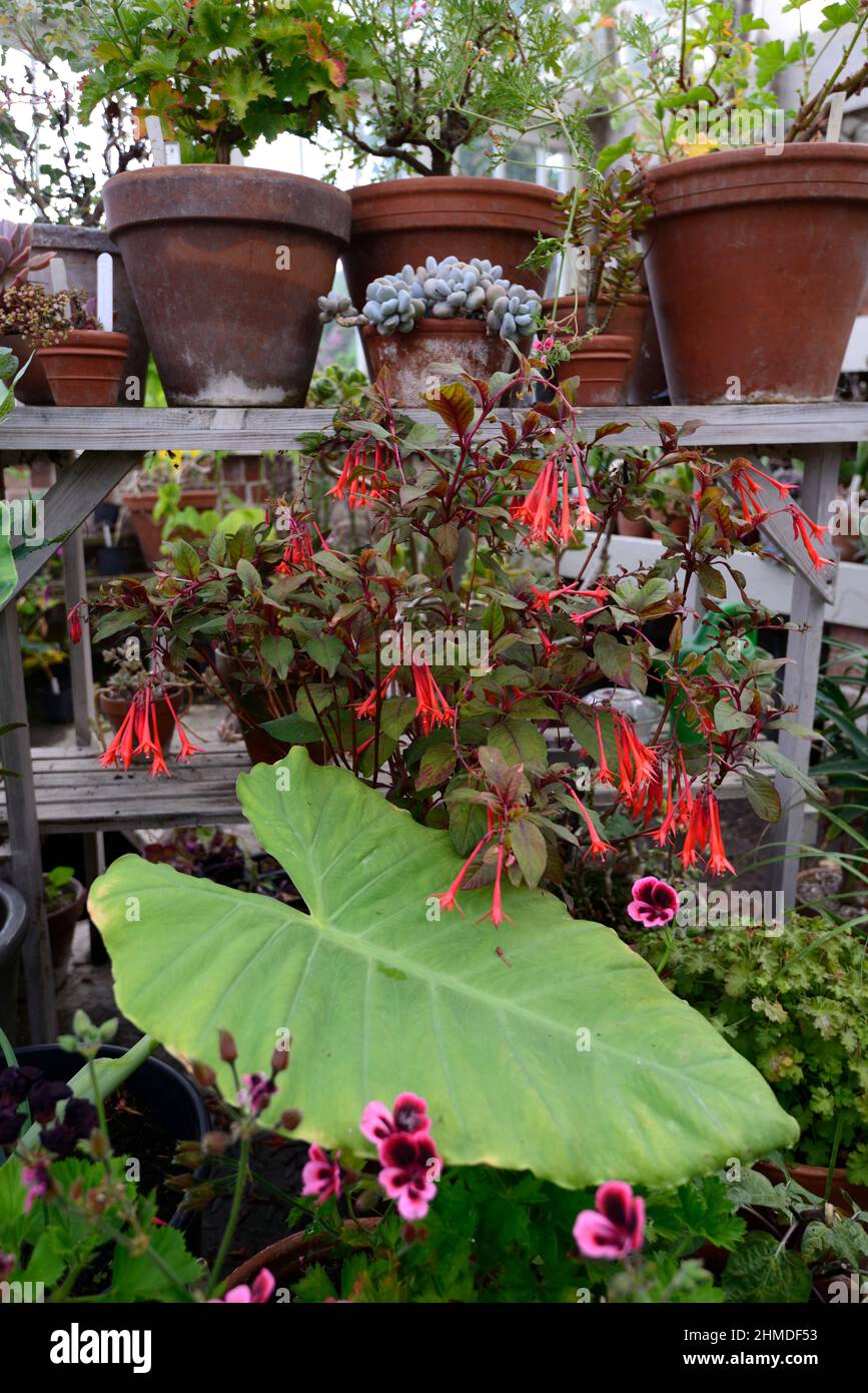 Fuchsia Thalia, fiori rossi, fiori pendolari, lunghi fiori a forma di tromba, fiori, giardino, giardini, piante del giardino d'inverno, piantagione di terracotta, conservat Foto Stock