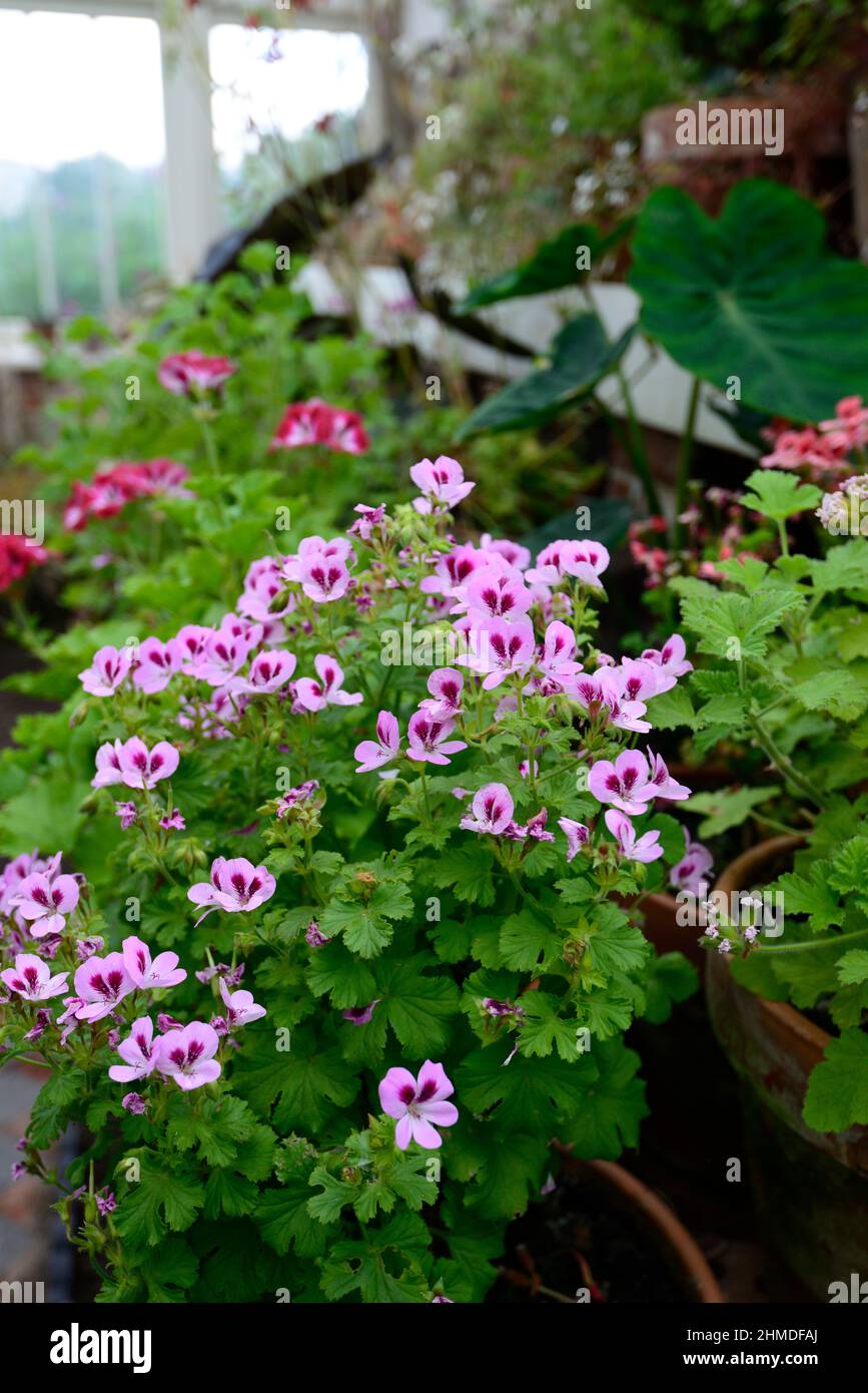 pelargonium, conservatorio, tenero, proteggere, serra, rosa, fiori, serra, protetto, profumato, fiore, fioritura, interno, mix, misto, raccolta, pelargonium Foto Stock