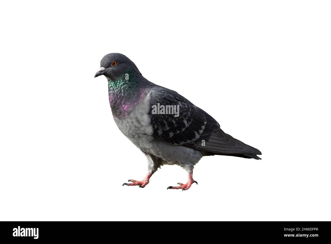 Un piccione che cammina sul terreno isolato con uno sfondo bianco colorato Foto Stock Un piccione che cammina sul terreno isolato con uno sfondo bianco colorato Foto Stock