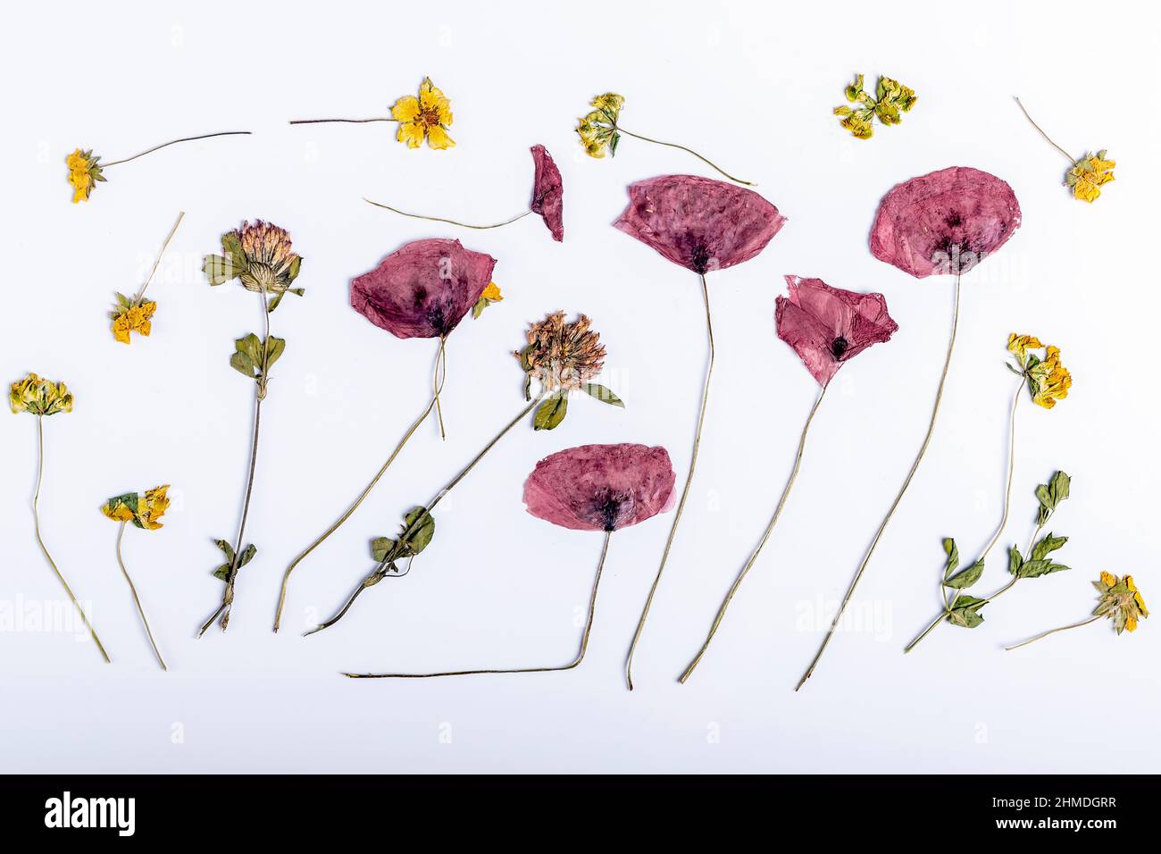 Composizione di papaveri e di altri fiori colorati secchi e tritati su sfondo bianco Foto Stock