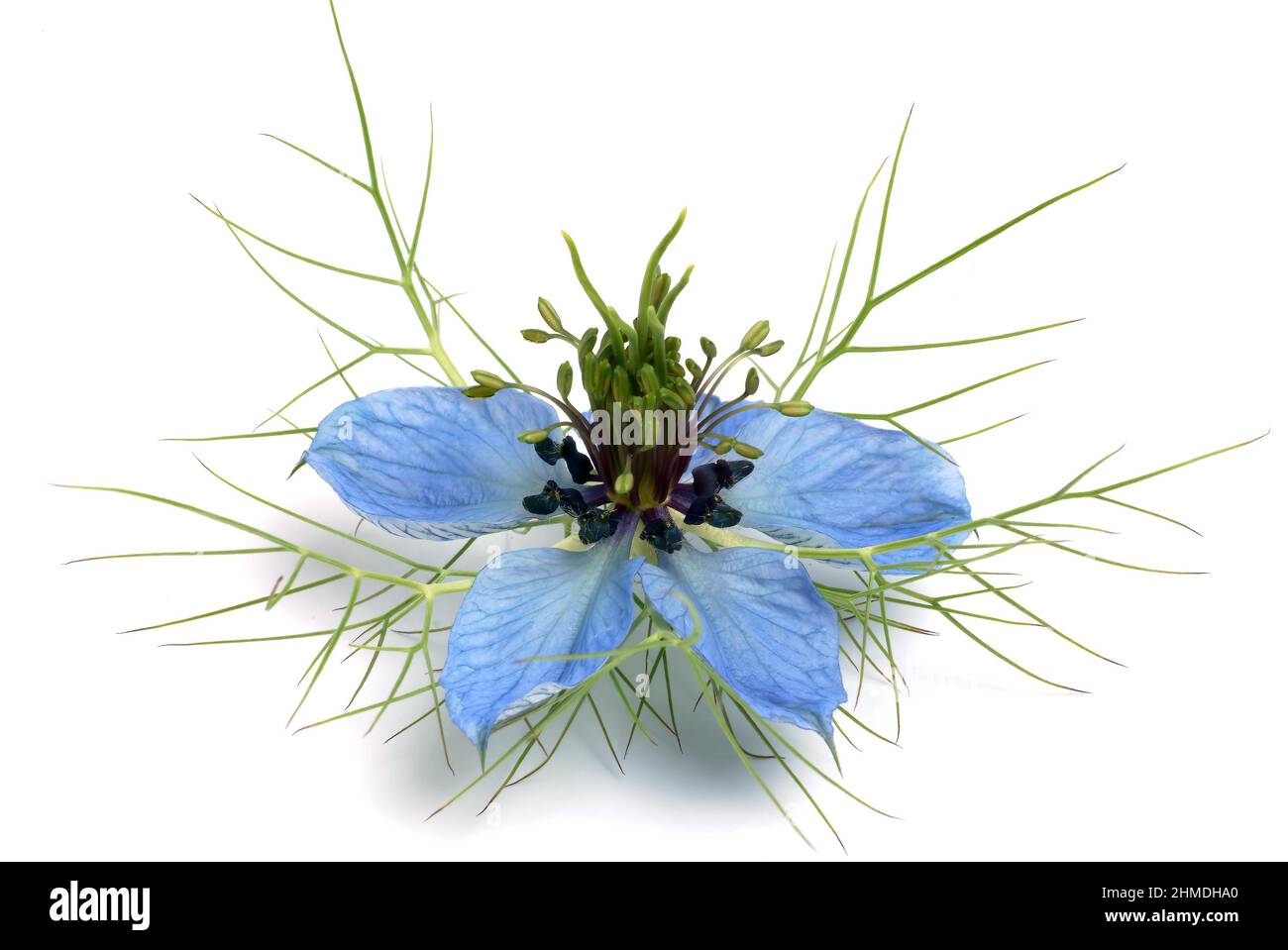 Echter Schwarzkümmel, Nigella sativa, Familie der Hahnenfußgewächse, in der Naturheilkunde wird Schwarzkümmel bei Allergien, Neurodermitis, psoriasi, Foto Stock