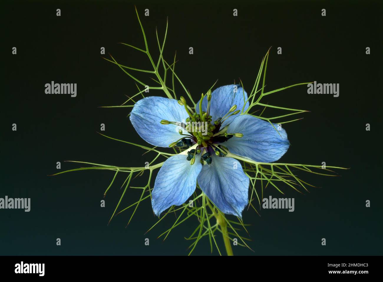 Echter Schwarzkümmel, Nigella sativa, Familie der Hahnenfußgewächse, in der Naturheilkunde wird Schwarzkümmel bei Allergien, Neurodermitis, psoriasi, Foto Stock