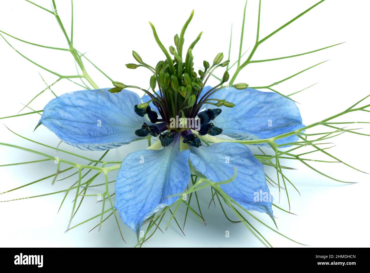 Echter Schwarzkümmel, Nigella sativa, Familie der Hahnenfußgewächse, in der Naturheilkunde wird Schwarzkümmel bei Allergien, Neurodermitis, psoriasi, Foto Stock