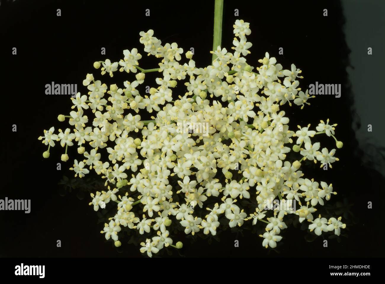 Schwarze Holunder, Sambucus nigra, Heilpflanze, Holundersaft und die Holunderbeeren, aber auch Tees aus Rinde und Blütenständen gelten als probate Hau Foto Stock