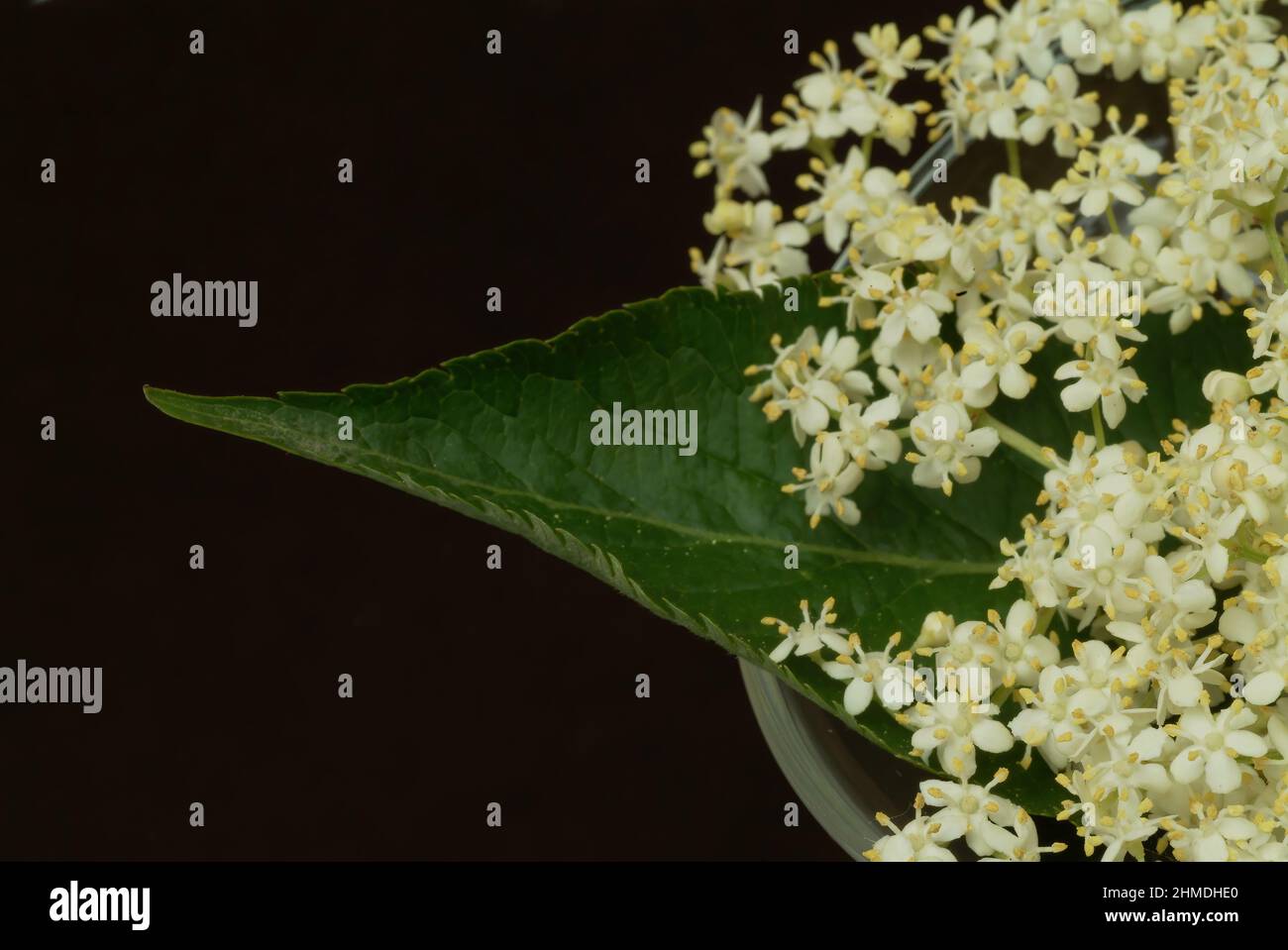 Schwarze Holunder, Sambucus nigra, Heilpflanze, Holundersaft und die ...