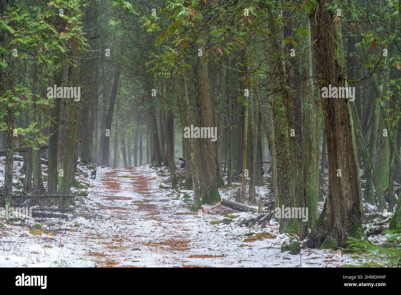 Una leggera nebbia dona un'atmosfera misteriosa a una passeggiata pomeridiana con il cane lungo un sentiero nella foresta boreale di Baileys Harbour a Door County Wisconsin. Foto Stock