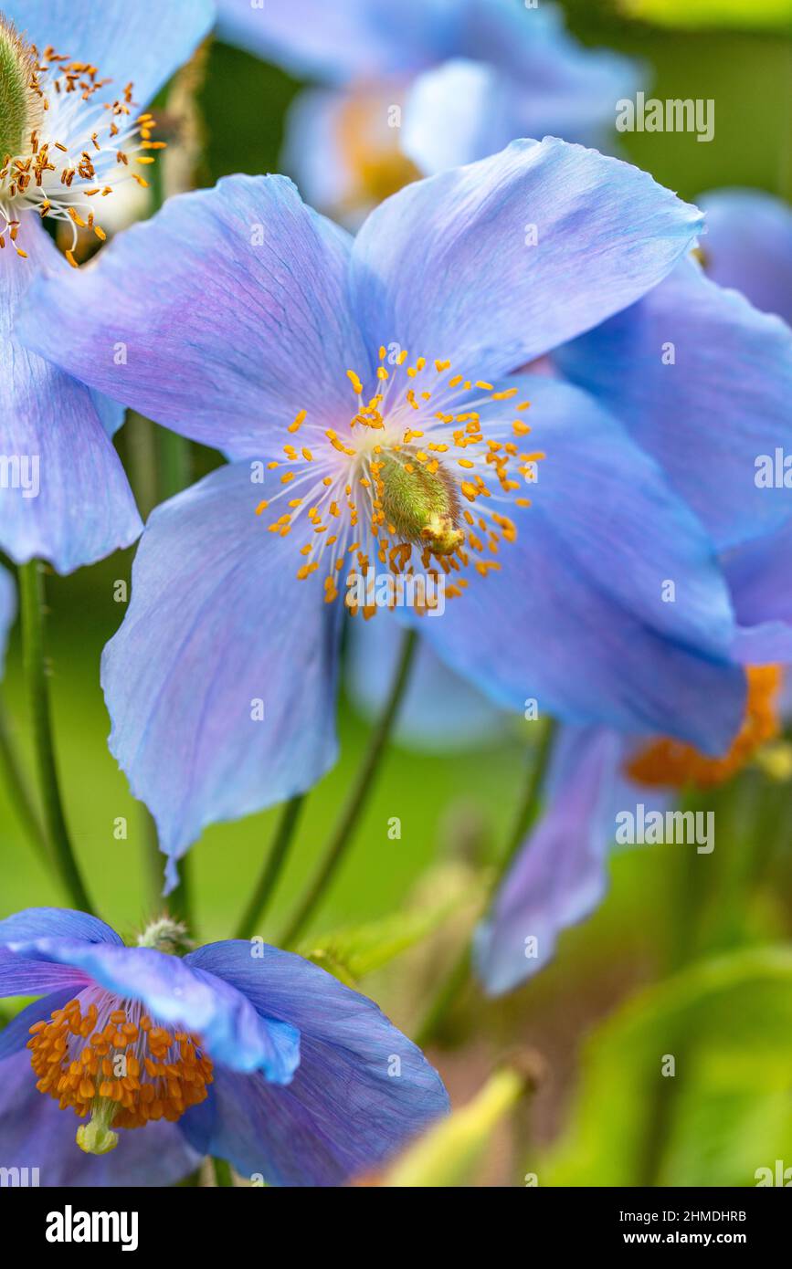 Primo piano di Meconopsis Himalayan papavero fiore con petali blu che crescono nel giardino britannico in estate. Foto Stock