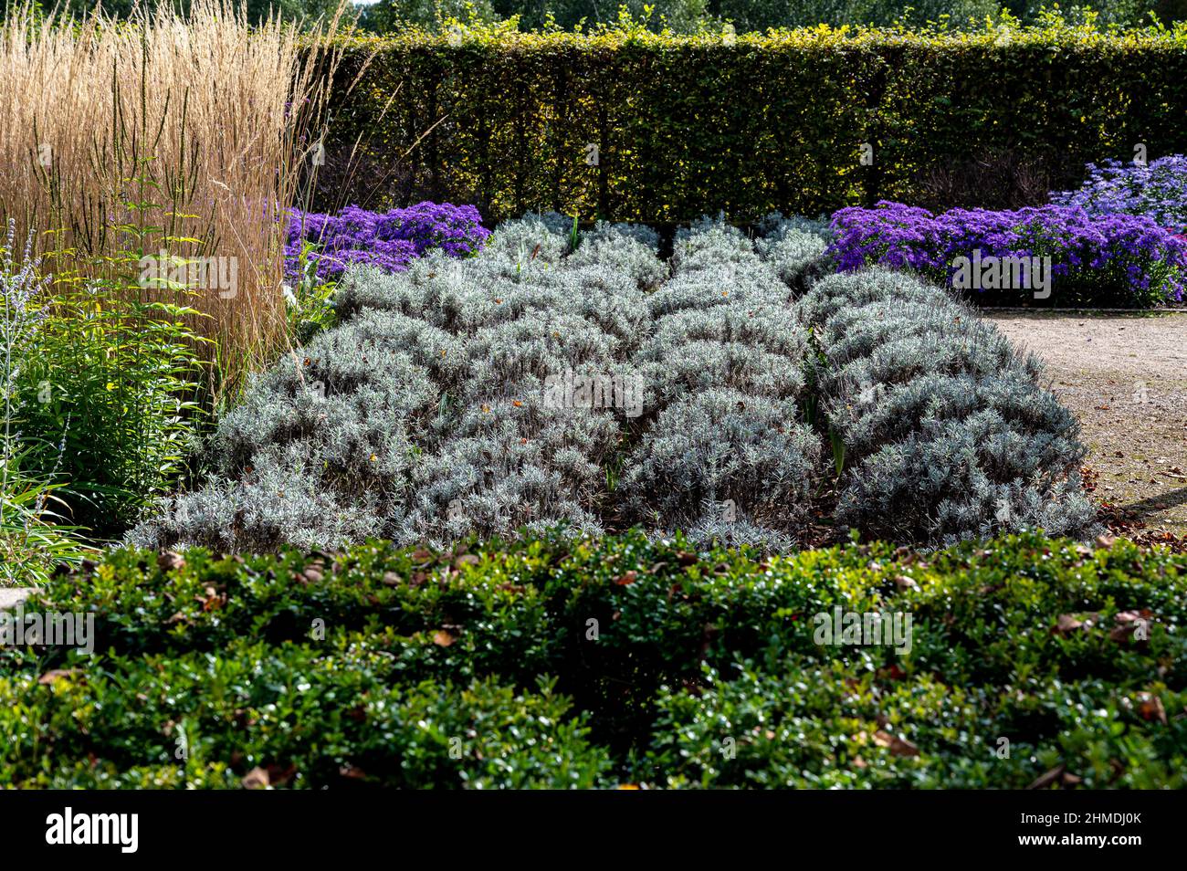 Lavandula angustifolia Sawyers,Lavandula Quicksilver,Lavandula Cornard Blue,Lamiaceae. Piantando formale in file. Foto Stock