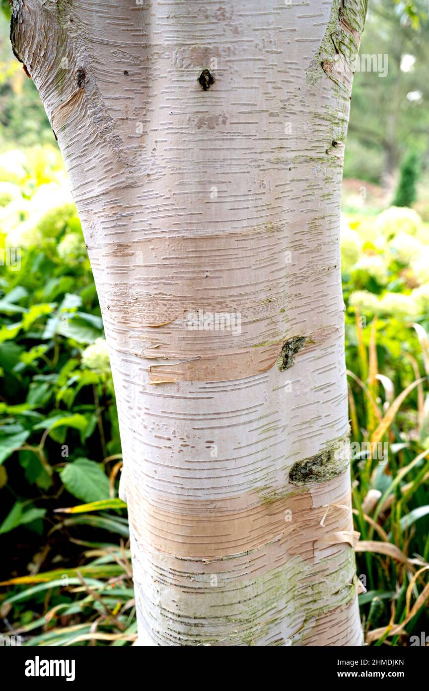 Betula Utilis, attraente corteccia bianca peeling di questa betulla Himalayana. Foto Stock