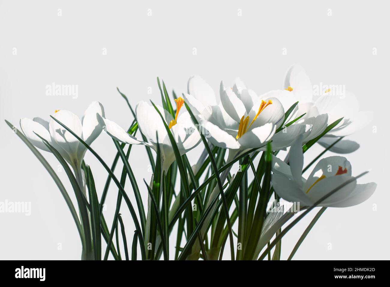 Croci bianchi in primavera su sfondo bianco con spazio di copia Foto Stock