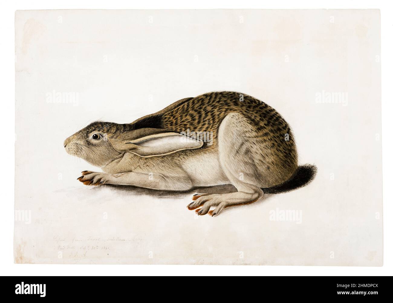 Lepre dalla coda nera, illustrazione di John James Audubon, 1841 Foto Stock