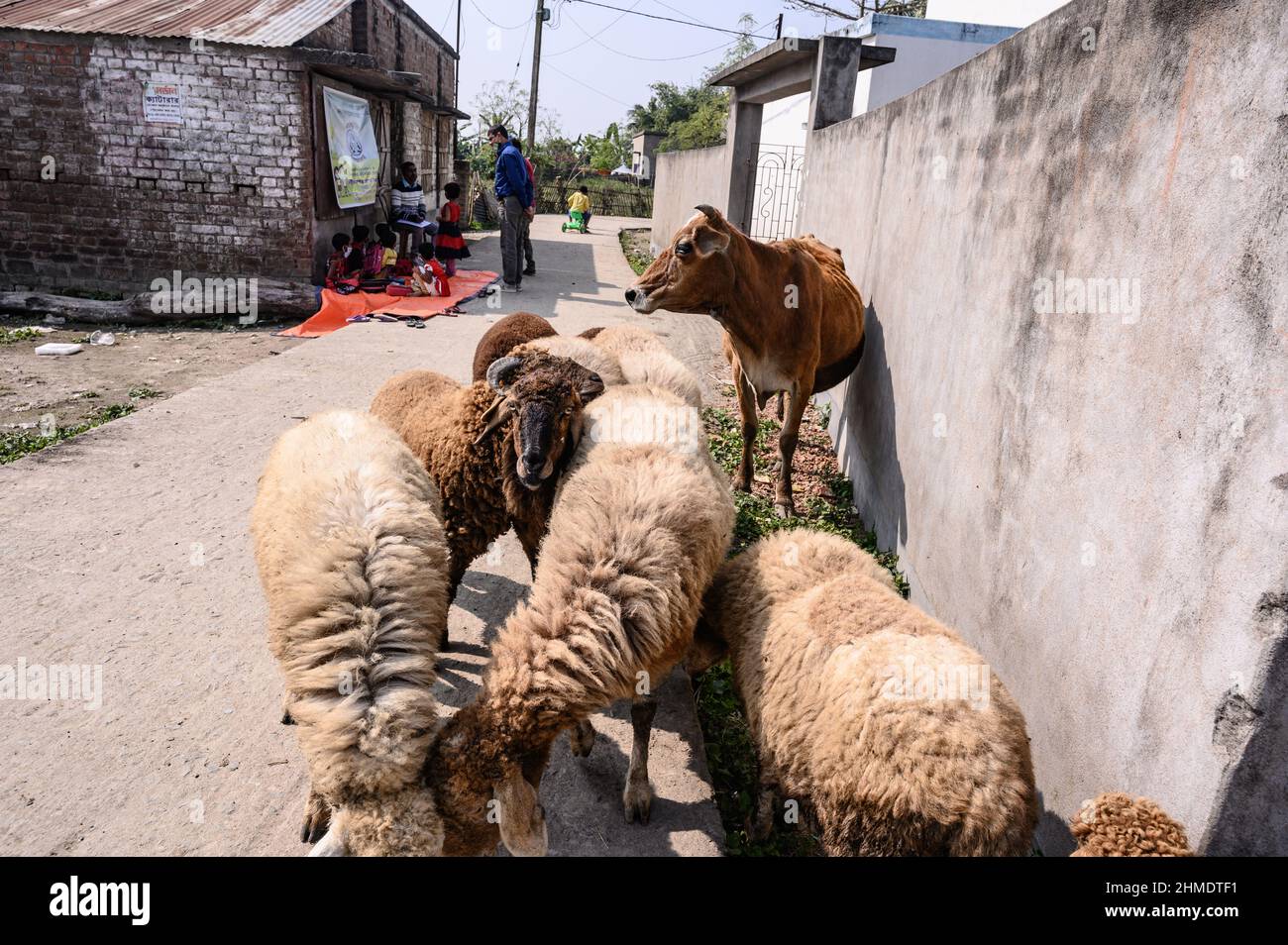 Una mucca e agnelli accanto al confine internazionale India-Bangladesh. Si stima che decine di migliaia di bovini vengano contrabbandati in Bangladesh ogni anno attraverso il confine India-Bangladesh di 2.216 km. (Foto di Soumyabrata Roy/Pacific Press) Foto Stock