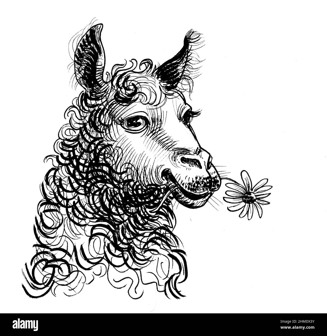 Alpaca mangiare un fiore. Disegno in bianco e nero con inchiostro Foto Stock