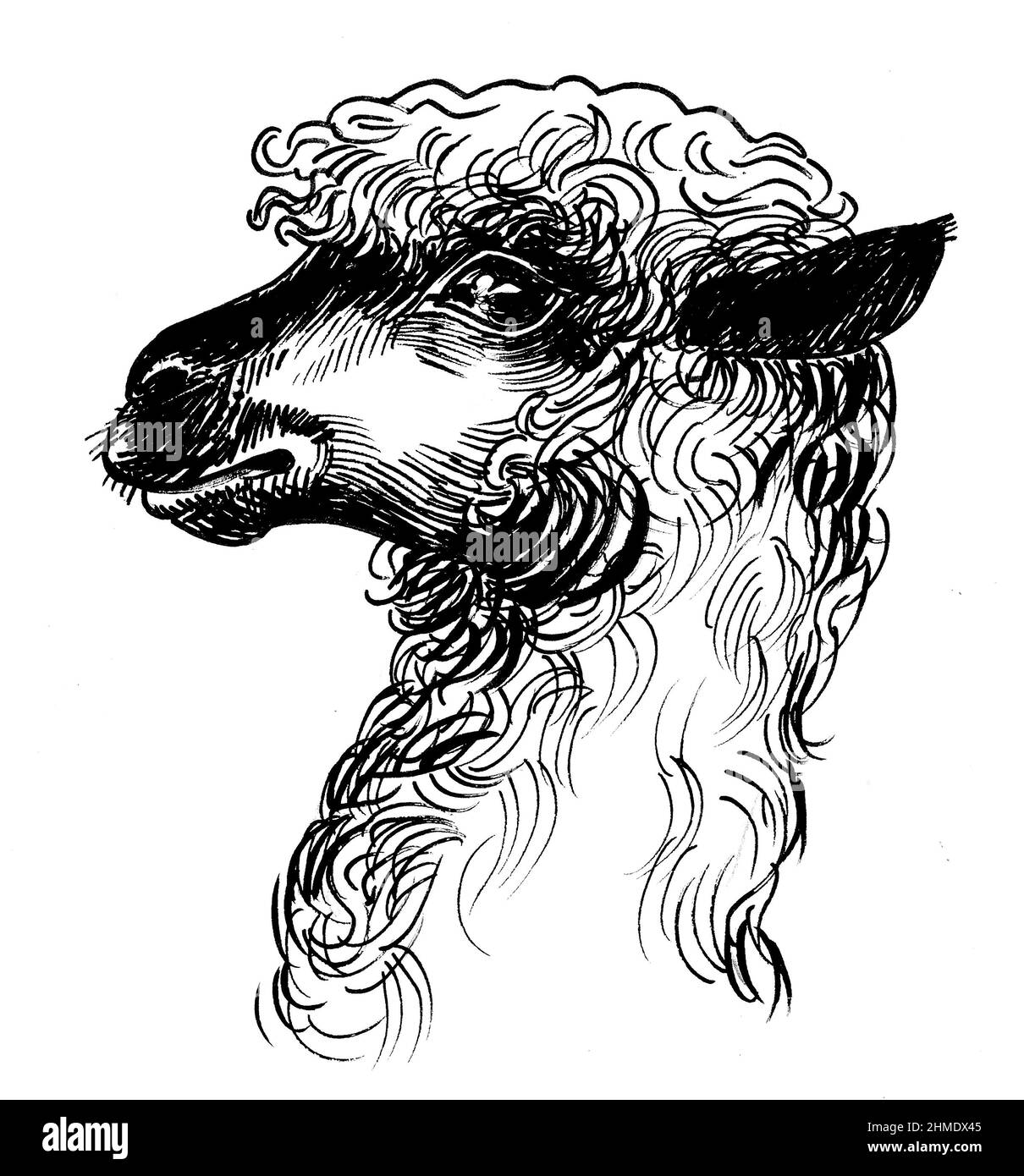 Testa alpaca. Disegno in bianco e nero con inchiostro Foto Stock