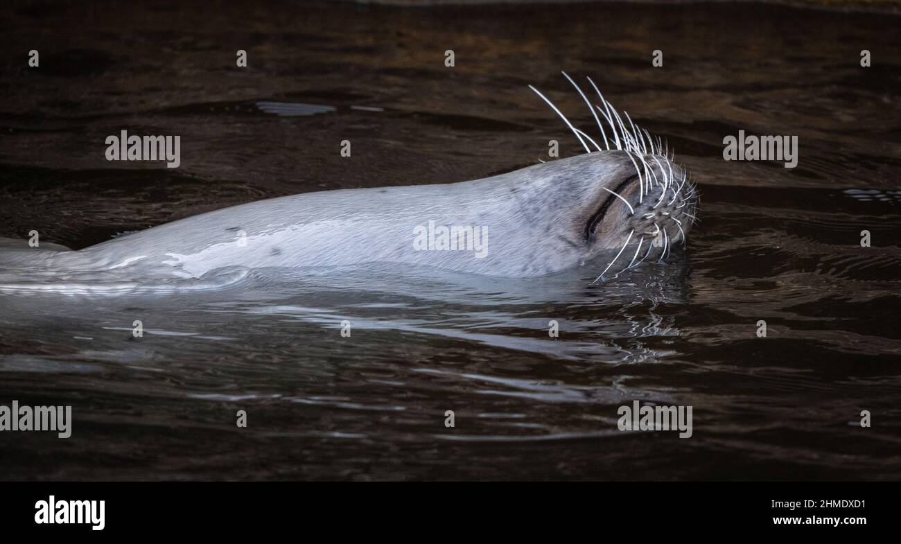 Un Seal grigio che nuota felicemente sulla schiena Foto Stock