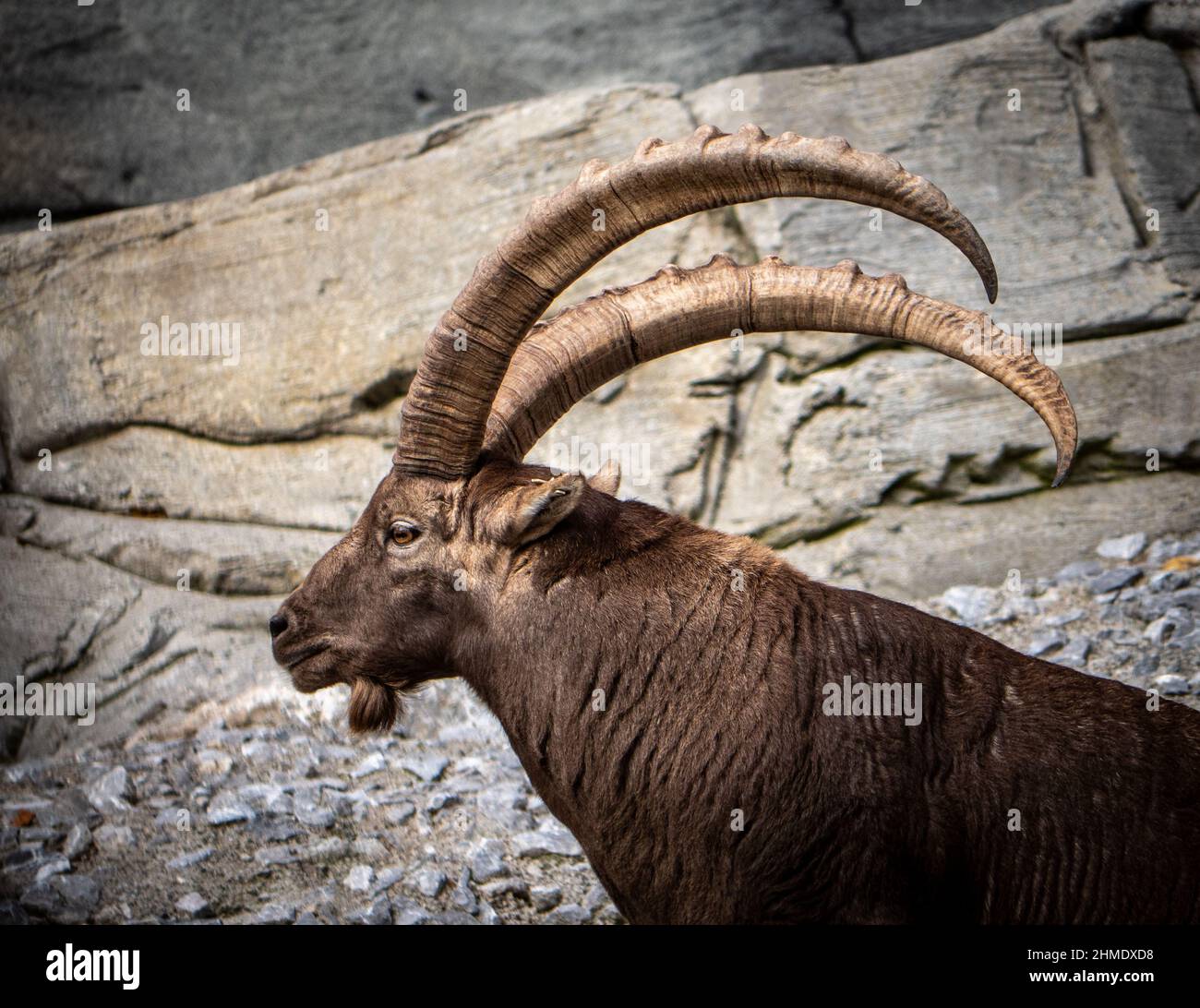 Un Ibex maschio (capra di montagna) con corna impressionanti, in una vista di profilo Foto Stock