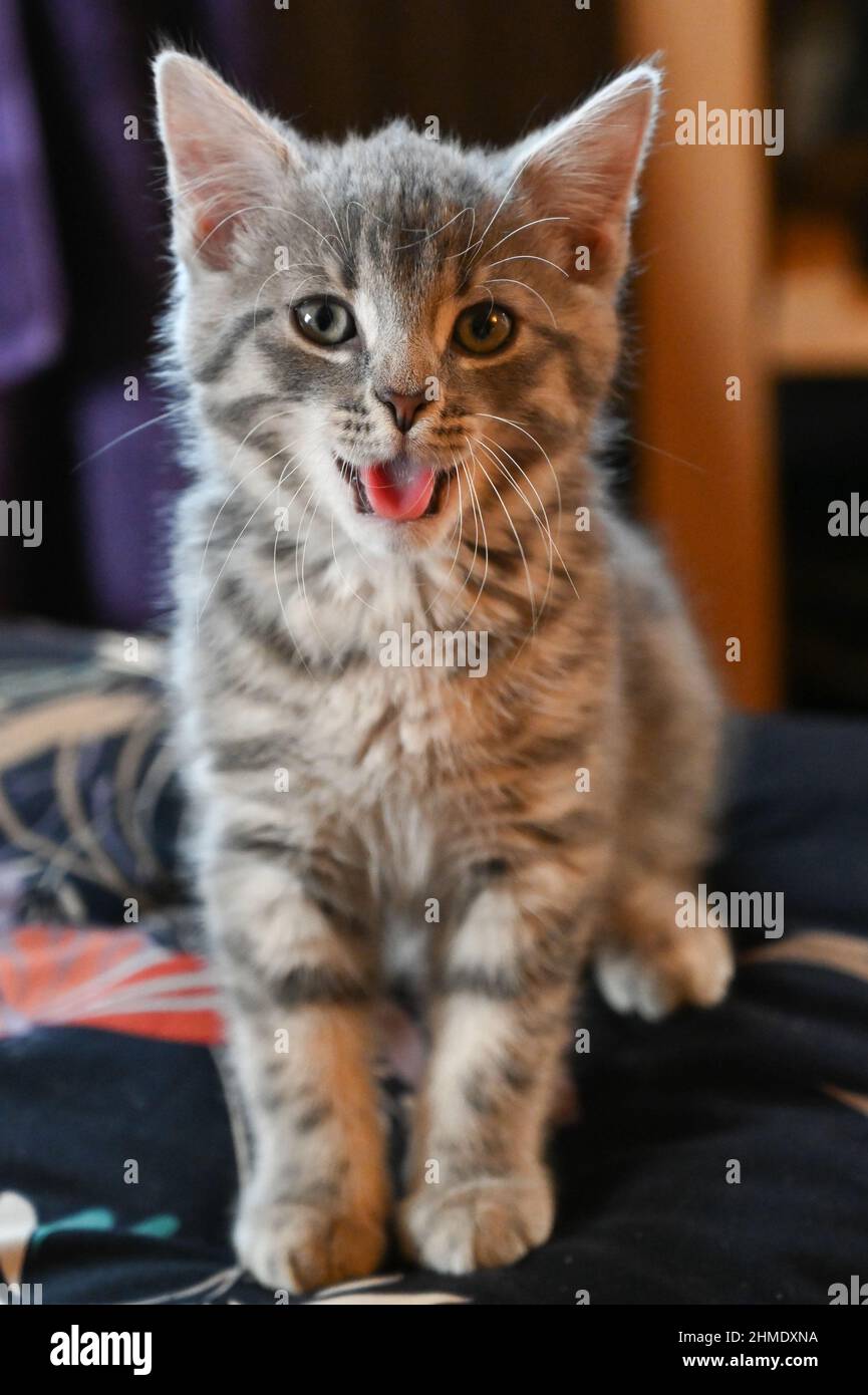Una bella, carina, soffice, grigio chiaro, grigio, Gattino tabby, gatto domestico, Felis catus, con la bocca aperta che mostra la loro lingua, posa comica Foto Stock