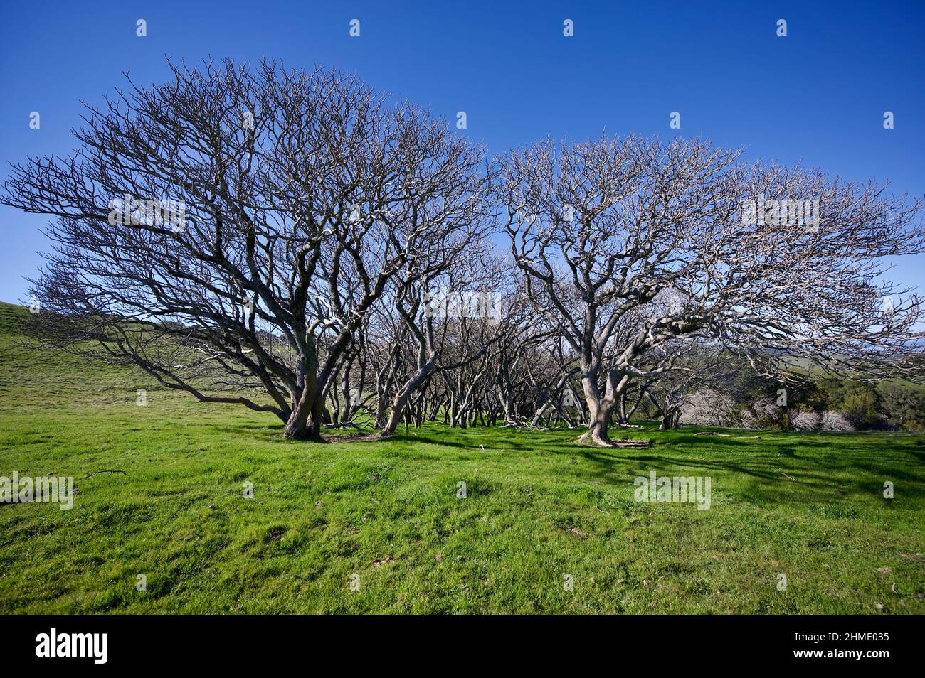 Parchi regionali della zona di SF Bay Foto Stock