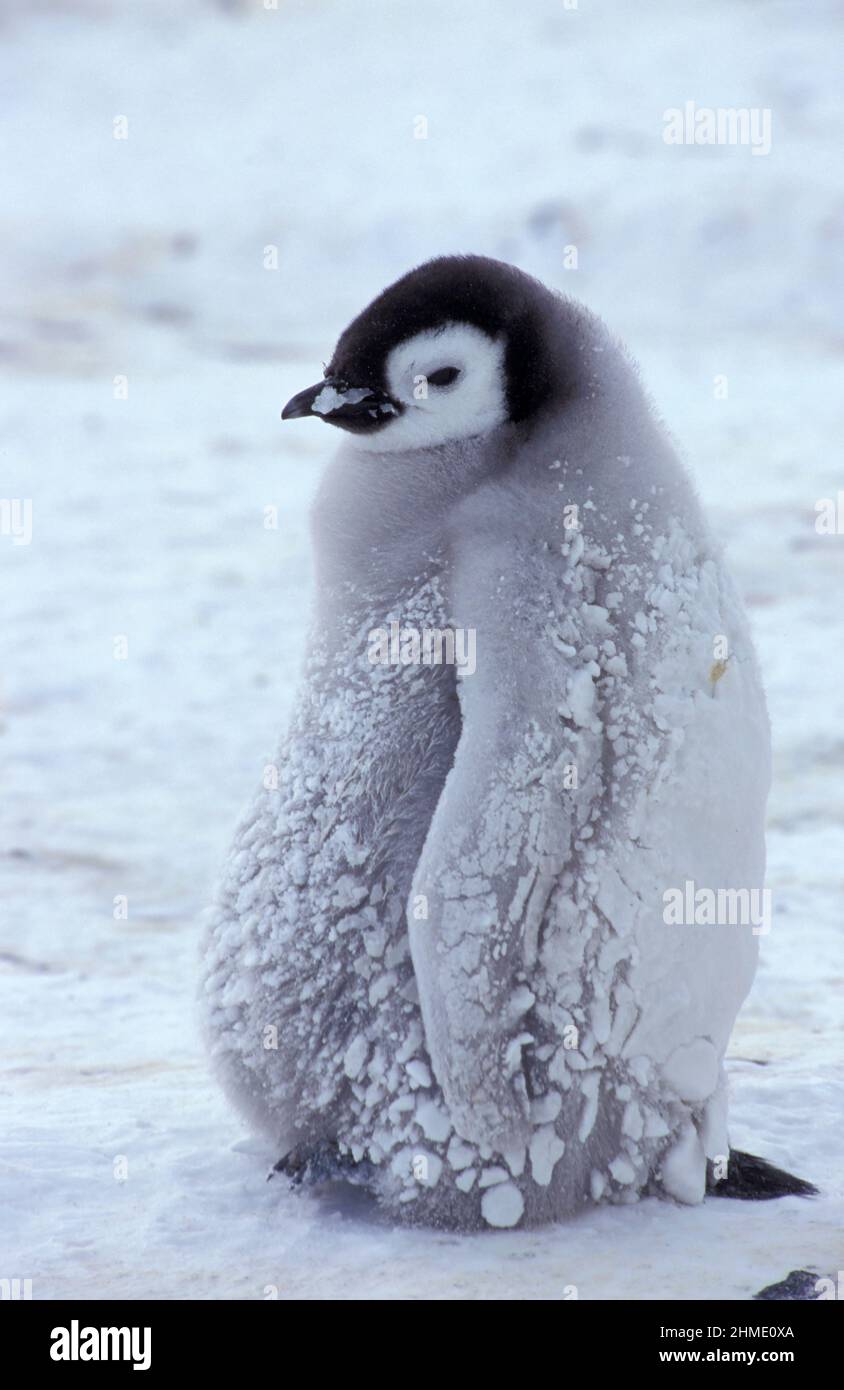 Pinguini imperatore (Aptenodytes forsteri), ghiacciaio Dawson-Lambton, Antartide Foto Stock