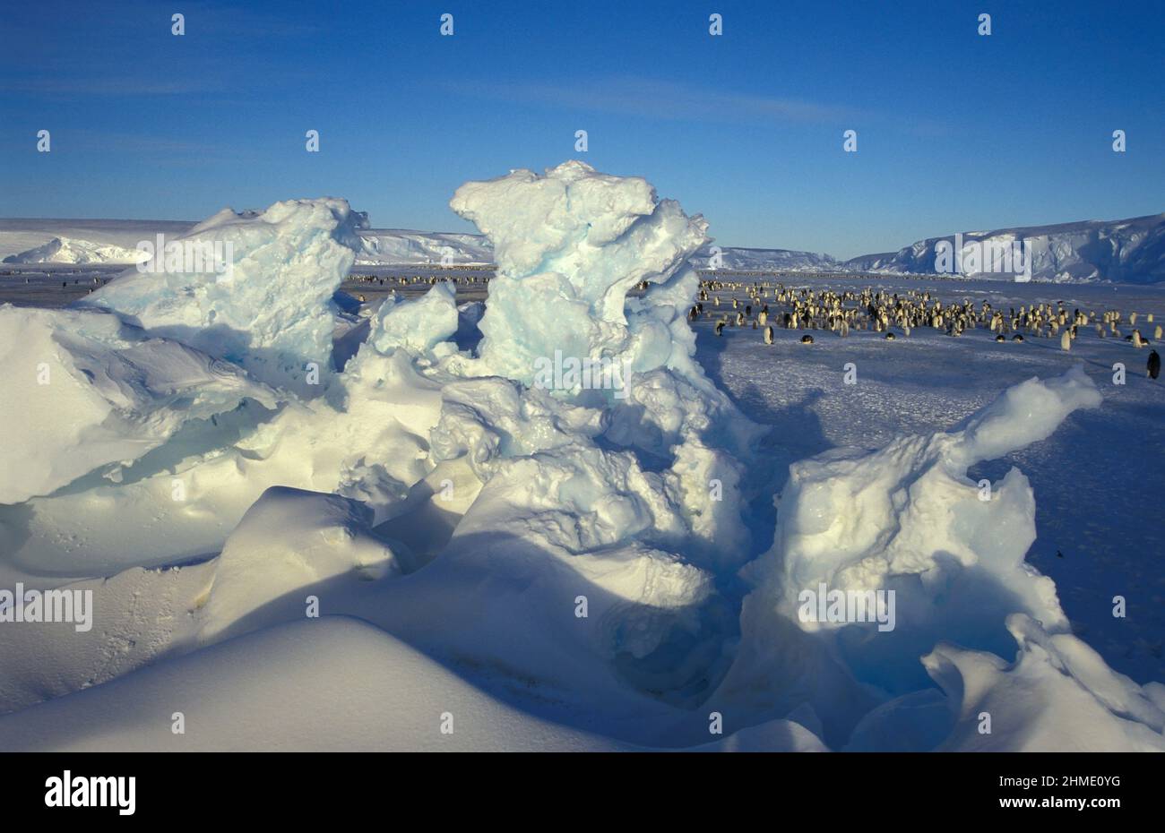 Pinguini imperatore (Aptenodytes forsteri), ghiacciaio Dawson-Lambton, Antartide Foto Stock