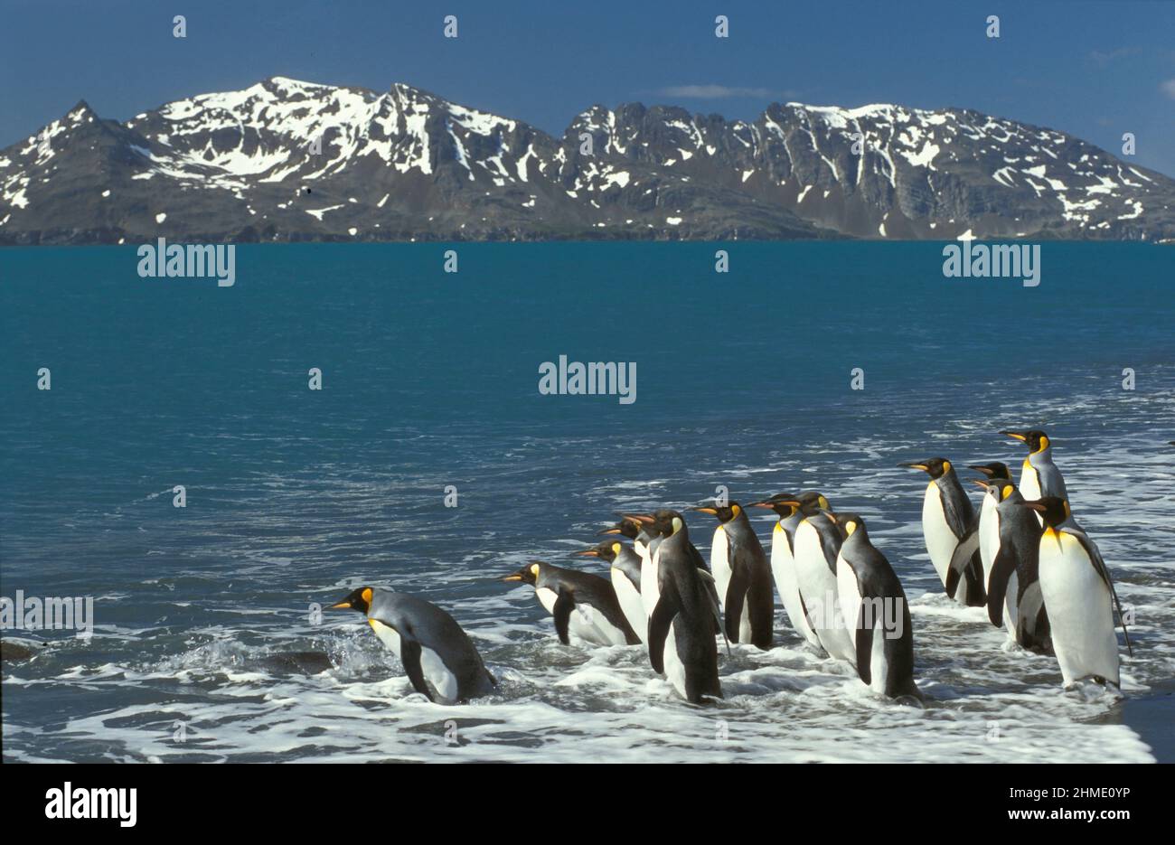 Re pinguini (Aptenodytes patagonicus) a Salisbury Plain, Georgia del Sud, regione Antartica Foto Stock