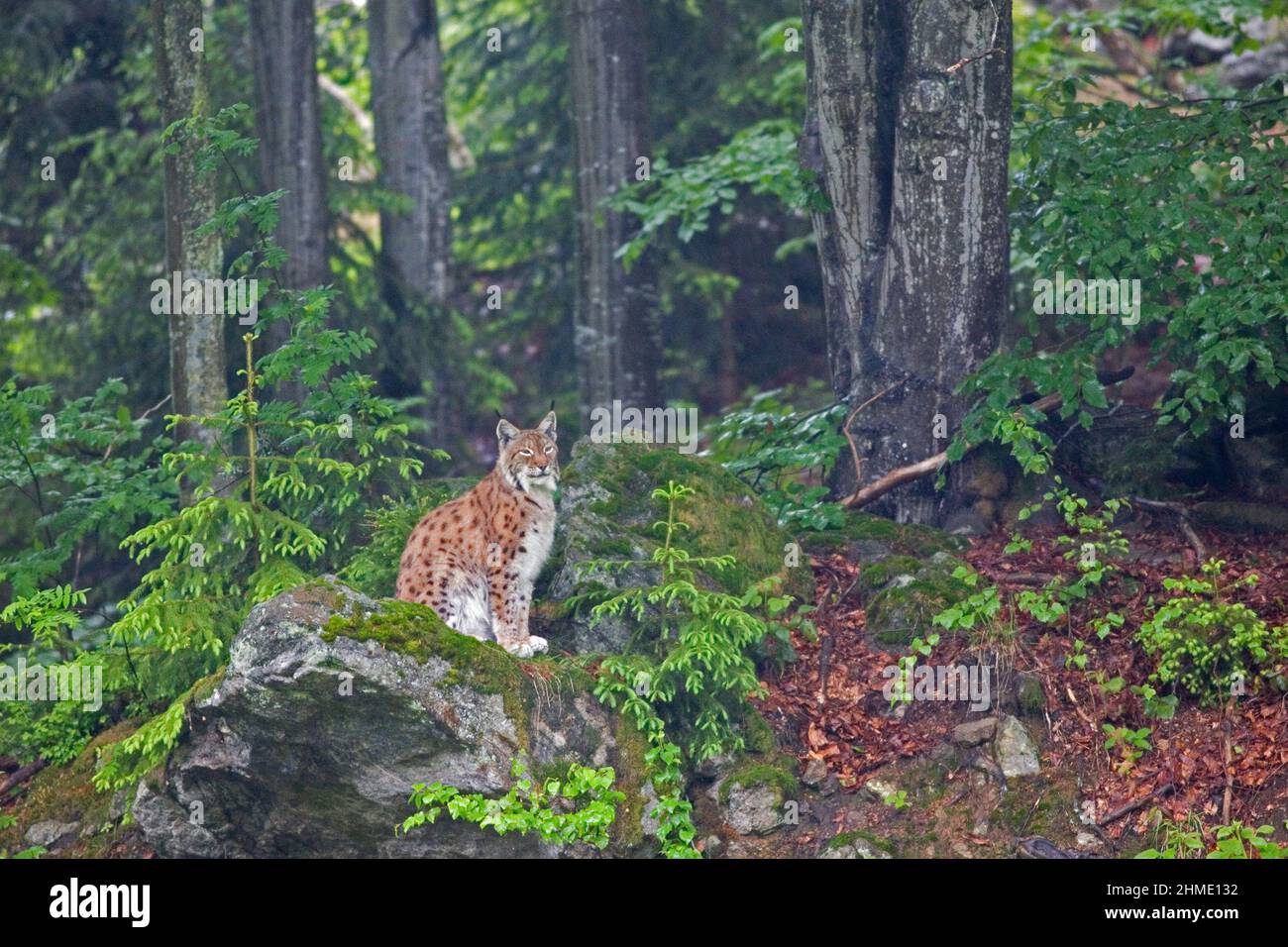 Lynx (Lynx Lynx) nel Parco Nazionale della Foresta Bavarese, Germania. Foto Stock