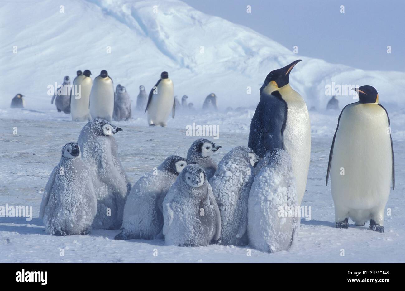 Pinguini imperatore (Aptenodytes forsteri), ghiacciaio Dawson-Lambton, Antartide Foto Stock