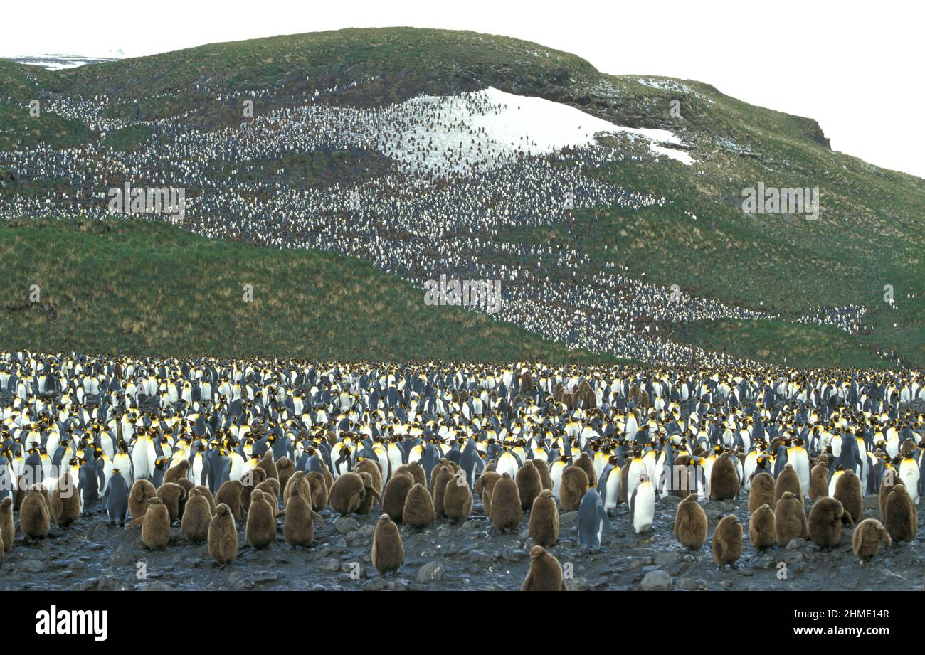 Re pinguini (Aptenodytes patagonicus) a Salisbury Plain, Georgia del Sud, regione Antartica Foto Stock