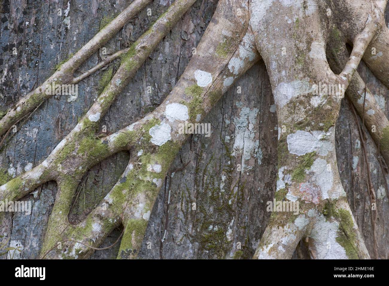 Audubon Corkscrew Swamp Sanctuary, Florida, USA Foto Stock