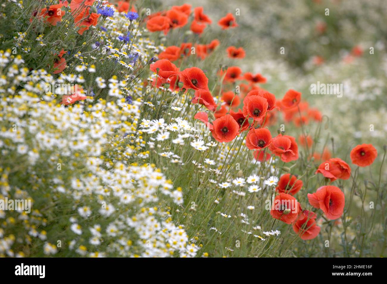 Papaver rhoeas, Centaurea cyanus e Matricaria chamomilla nell'isola di Ruegen, Germania Foto Stock