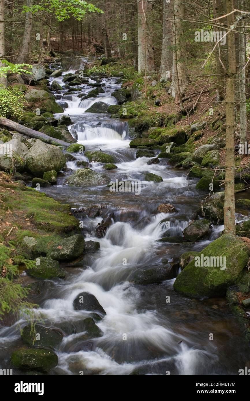 Parco Nazionale della Foresta Bavarese (Nationalpark Bayerischer Wald), Germania Foto Stock