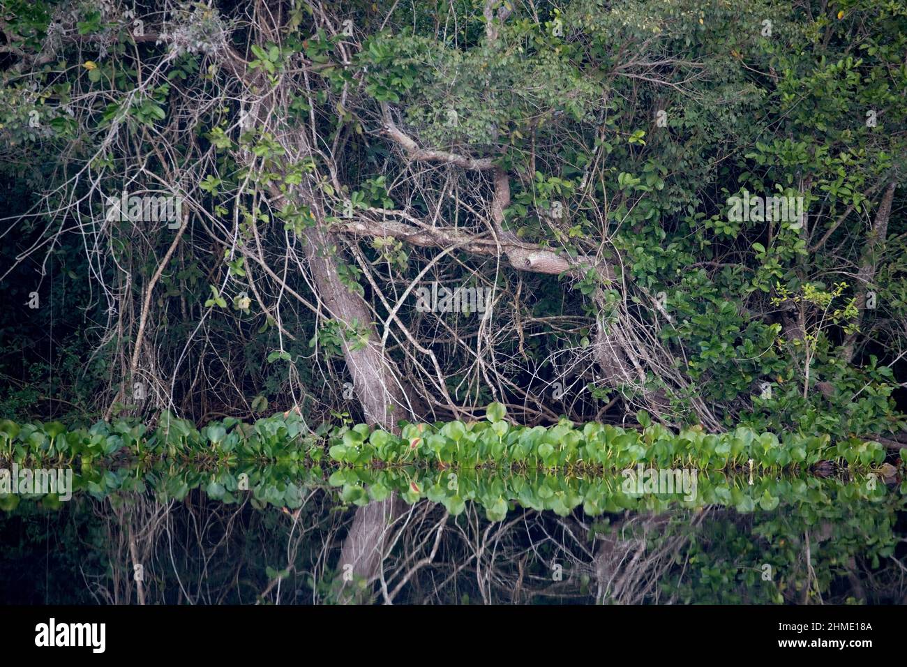 Pantanal, la più grande zona umida, Brasile, Sud America Foto Stock