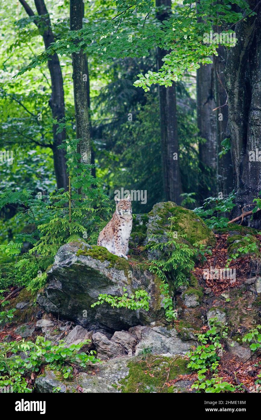 Parco Nazionale della Foresta Bavarese (Nationalpark Bayerischer Wald), Germania Foto Stock