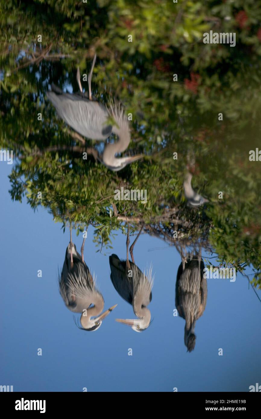 Riflessione in lago, Spiegelbilder in See, Bird Rockery di Venezia, Venezia, Florida, USA Foto Stock