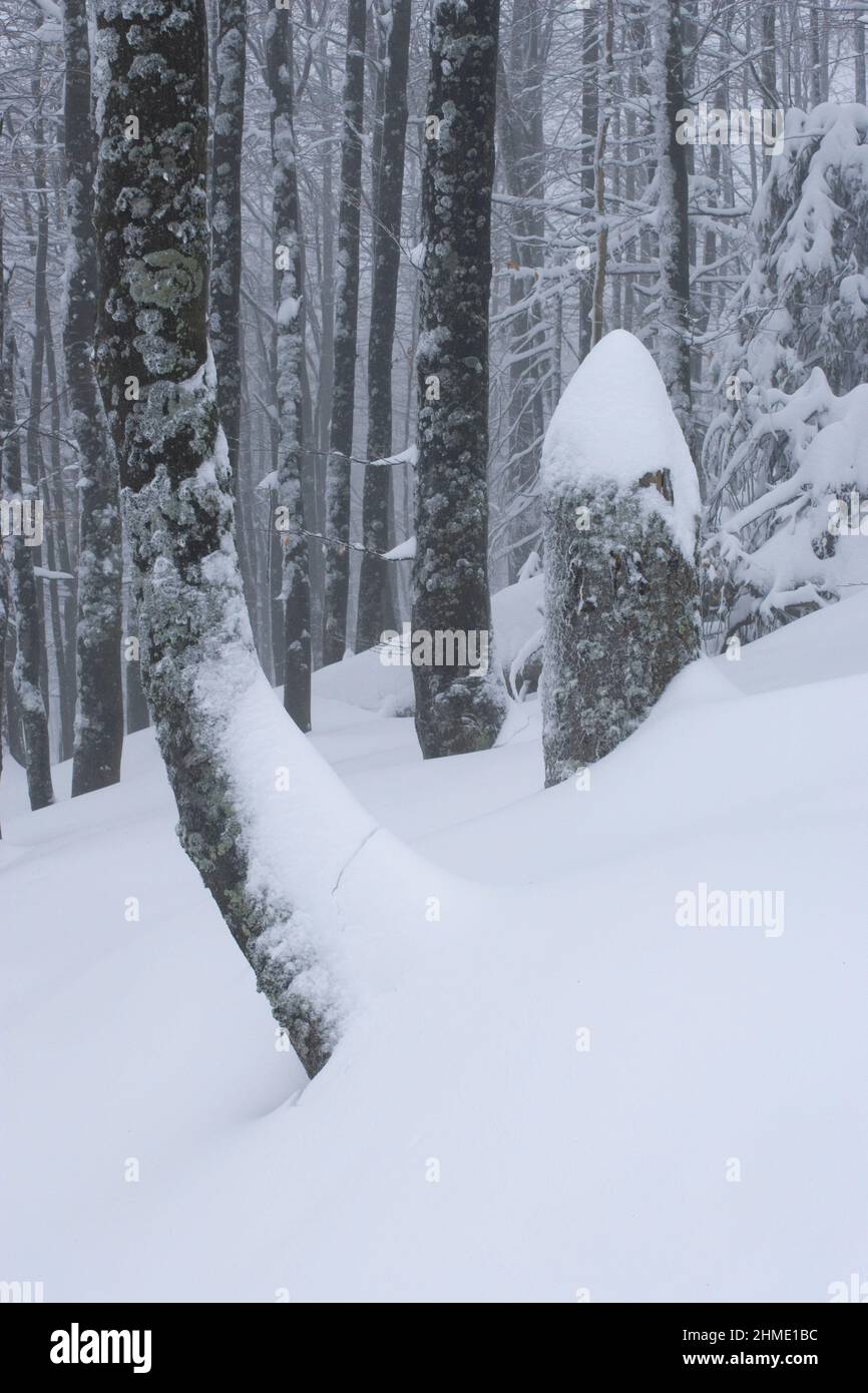 Inverno in Bavarian National Park, Germania Foto Stock