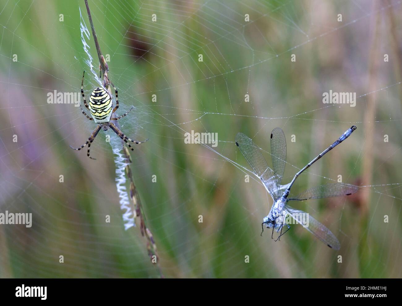 Black-and-Yellow Garden Spider intrappola un Lester verde, Smeraldo Damselfly (Argiope bruennichi), Germania Foto Stock