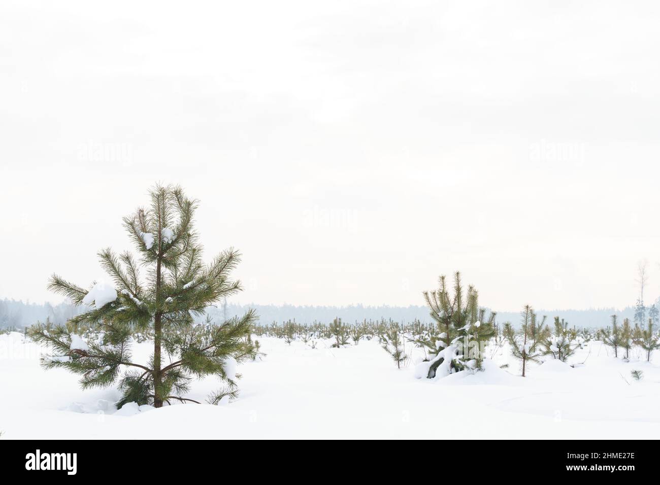 Inverno neve paesaggio con giovani abeti che crescono sul campo, tempo nuvoloso Foto Stock