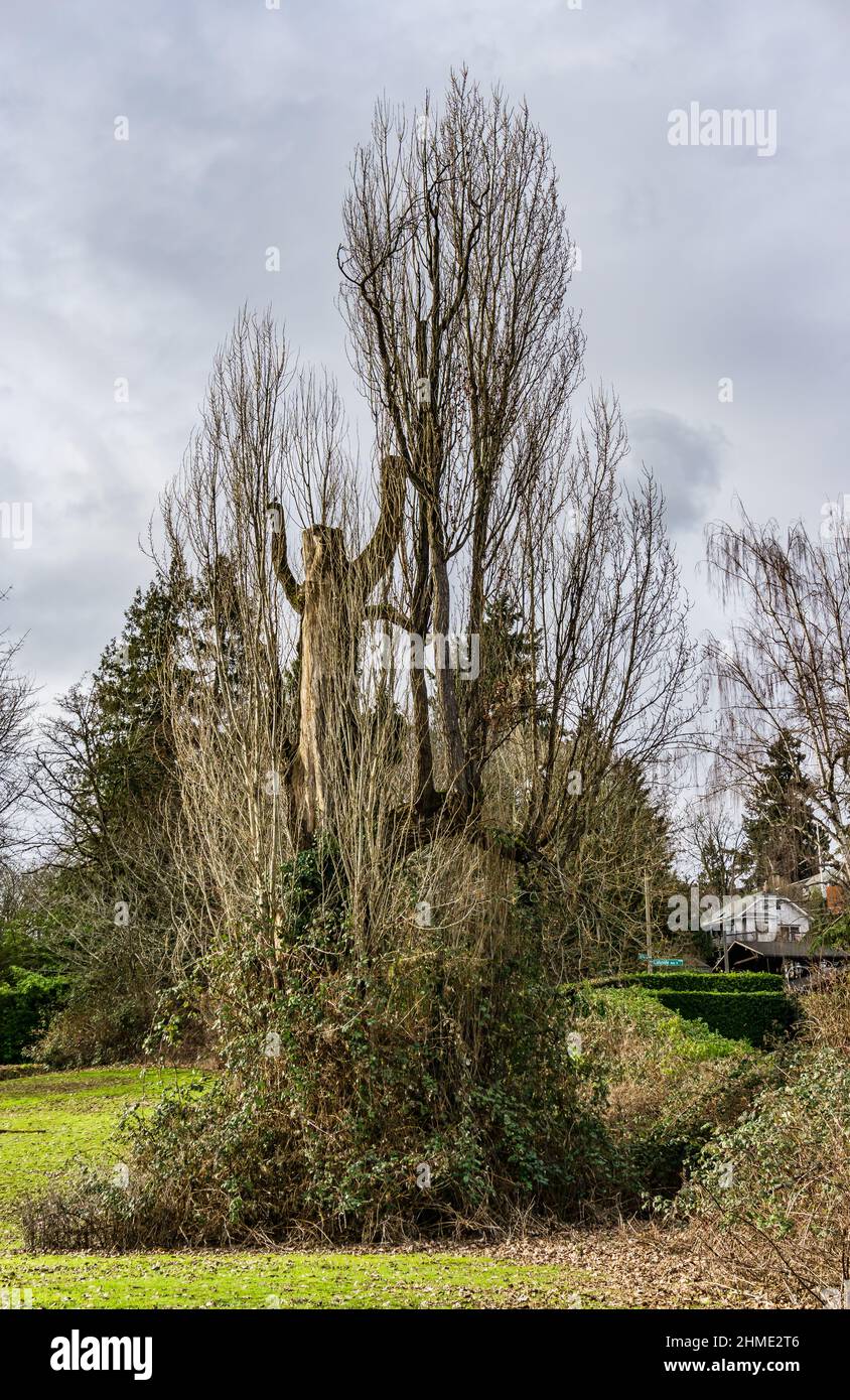 Nuovi rami stanno crescendo dalla base di questo albero a Seattle, Washingotn. Foto Stock