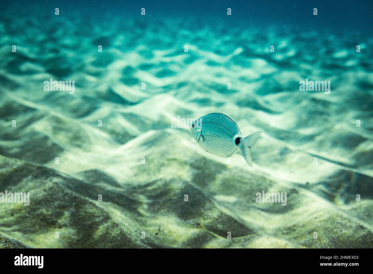I pesci nuotano sopra la sabbia ondulata sott'acqua in mare Foto Stock