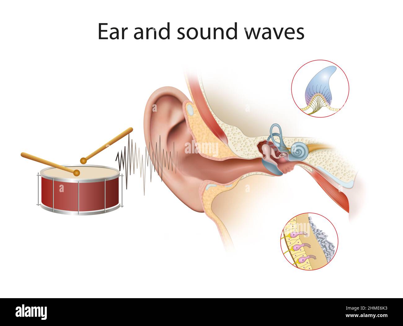 Le onde acustiche e sonore sono isolate su sfondo bianco Foto Stock