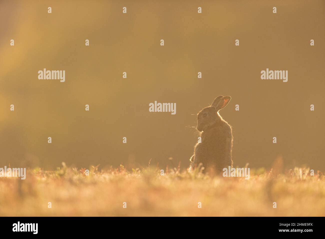 European Rabbit (Oryctolagus cuniculus) adulta grooming, retroilluminato al tramonto, Suffolk, Inghilterra, giugno Foto Stock