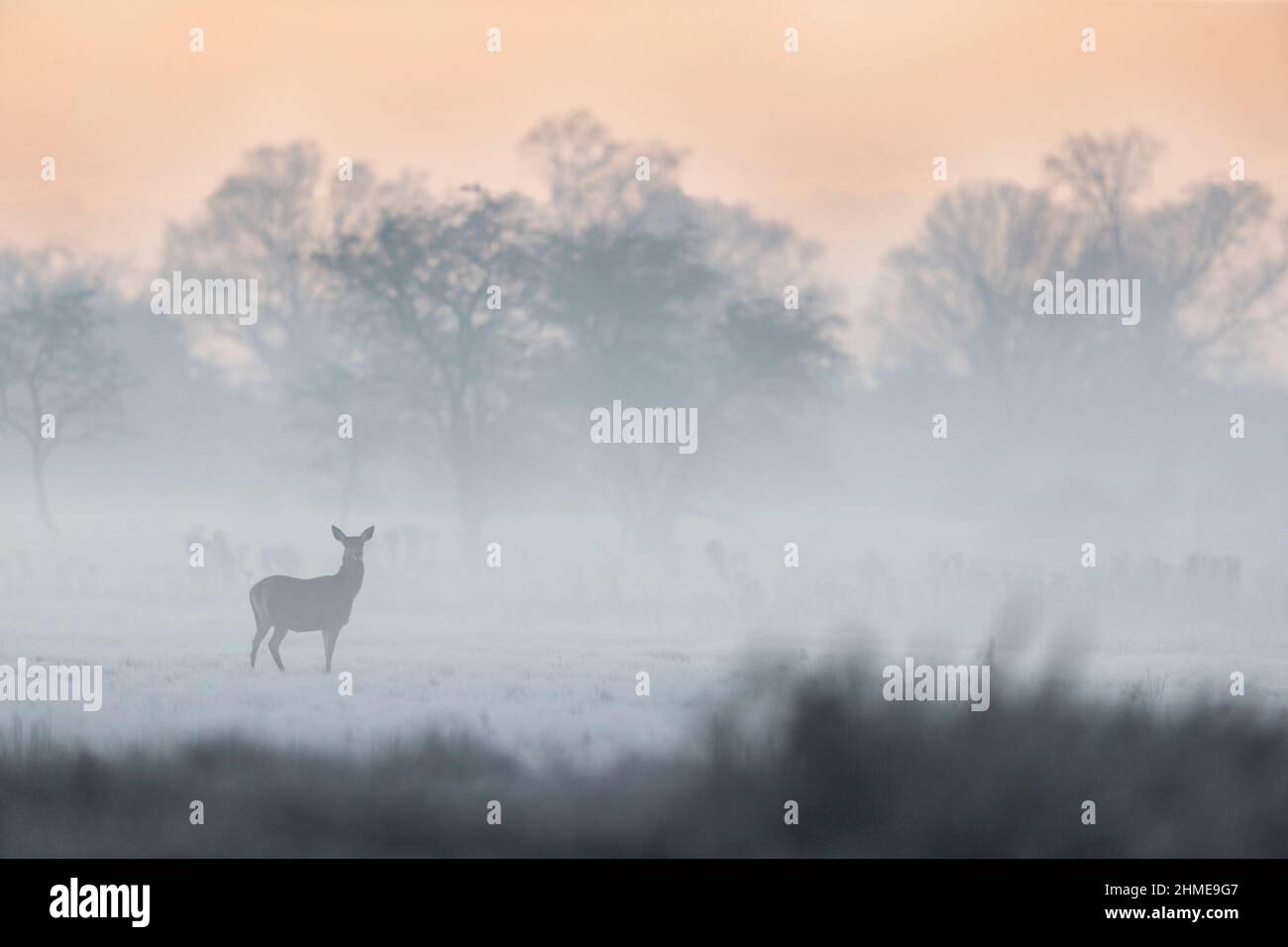 Cervo rosso Cervus elaphus, si trova in una prateria coperta di gelo la mattina nebbiosa, Suffolk, Inghilterra, gennaio Foto Stock
