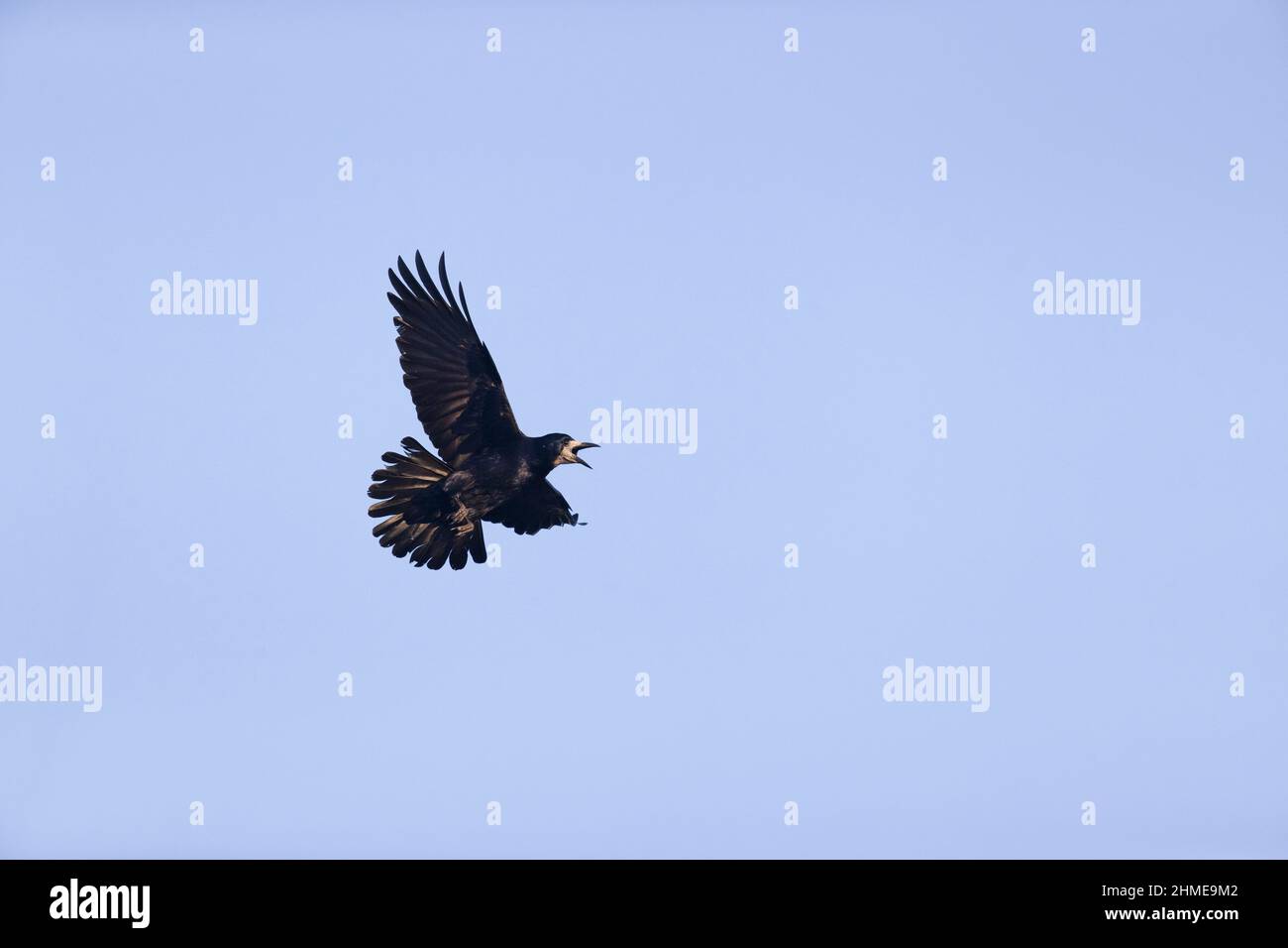 Rook (Corvus frugilegus) per adulti che chiamano in volo, Suffolk, Inghilterra, marzo Foto Stock