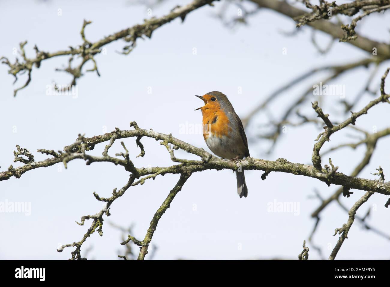 European Robin (Erithacus rubecula) adulto arroccato in albero, cantando, Suffolk, Inghilterra, settembre Foto Stock