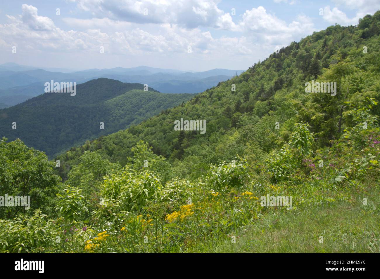 vista panoramica dalla North Carolina Blue Ridge Parkway guardando le lussureggianti e belle montagne Appalachiane con fiori selvatici in primo piano Foto Stock